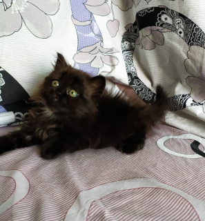 Zdjęcie №3. Scottish Highland Straight. Ukraina