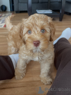 Zdjęcie №2 do zapowiedźy № 169008 na sprzedaż  labradoodle - wkupić się Niemcy hodowca