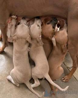 Zdjęcie №2 do zapowiedźy № 139074 na sprzedaż  charcik włoski - wkupić się Niemcy prywatne ogłoszenie, hodowca