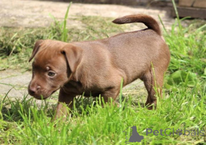 Zdjęcie №1. patterdale terrier - na sprzedaż w Dembava | negocjowane | Zapowiedź №159989