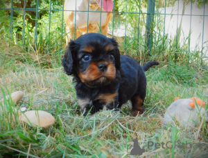 Zdjęcie №4. Sprzedam cavalier king charles spaniel w Arrondissement de Paris.  - cena - Bezpłatny