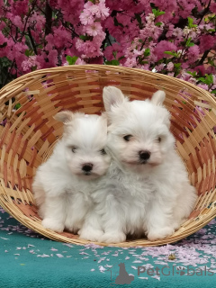 Zdjęcie №4. Sprzedam maltipu w Irkuck. od żłobka, hodowca - cena - 2578zł