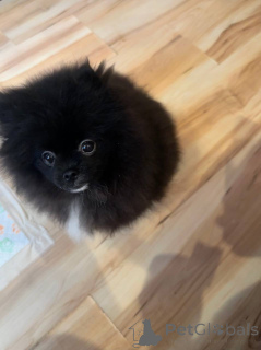 Zdjęcie №3. Pomeranian Spitz (chłopiec). Białoruś