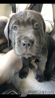 Dodatkowe zdjęcia: Cane Corso