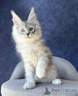 Zdjęcie №1. maine coon - na sprzedaż w Berlin | negocjowane | Zapowiedź № 169877