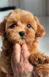 Zdjęcie №1. maltańczyk - na sprzedaż w Berlin | 5740zł | Zapowiedź №163963