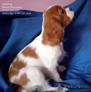 Zdjęcie №3. Cavalier king charles spaniel. Federacja Rosyjska