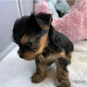 Zdjęcie №3. Cachorros Yorkie dostępne dla każdego. Finlandia