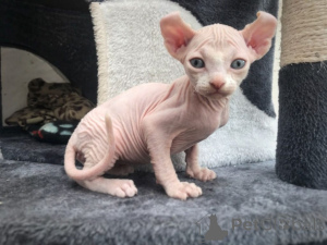 Zdjęcie №3. Chatons Sphynx do sprzedaży. Belgia