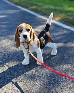 Dodatkowe zdjęcia: Fantastyczny miot szczeniąt rasy beagle