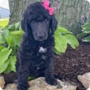 Zdjęcie №3. Rosebud. USA