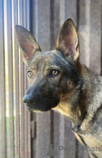 Zdjęcie №2 do zapowiedźy № 128715 na sprzedaż  pies nierasowy - wkupić się Federacja Rosyjska 