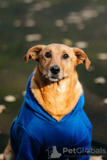 Zdjęcie №3. Chester szuka domu. Federacja Rosyjska