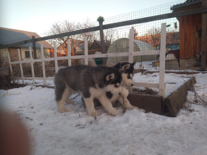 Dodatkowe zdjęcia: Siberian Husky Puppies