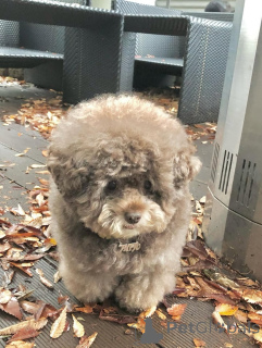 Zdjęcie №4. Sprzedam pudel (zabawka) w Hanko. prywatne ogłoszenie - cena - negocjowane