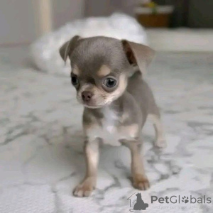 Zdjęcie №1.  - na sprzedaż w Austkhoizer | 2317zł | Zapowiedź №161127