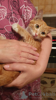 Zdjęcie №3. Cudowna ruda kotka Zlata jest w dobrych rękach. Federacja Rosyjska