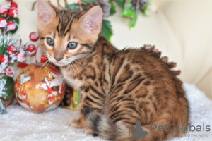 Zdjęcie №3. Dostępne wspaniałe kocięta bengalskie!. Białoruś
