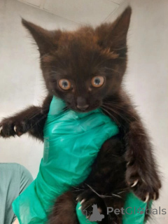 Zdjęcie №3. Kittens Shurik, Mia i Valentine szukają domu.. Federacja Rosyjska