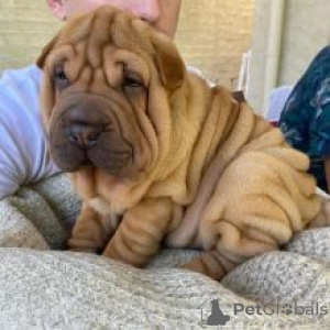 Zdjęcie №1. shar pei - na sprzedaż w Vantaa | negocjowane | Zapowiedź №175148