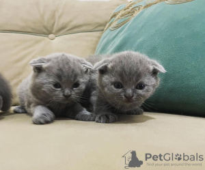 Zdjęcie №1. scottish fold - na sprzedaż w Калифорния Сити | 990zł | Zapowiedź № 96241