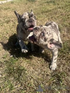 Zdjęcie №2 do zapowiedźy № 157405 na sprzedaż  buldog francuski - wkupić się Wielka Brytania prywatne ogłoszenie, od żłobka