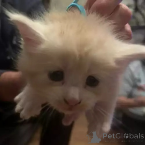 Zdjęcie №2 do zapowiedźy № 167273 na sprzedaż  maine coon - wkupić się Niemcy prywatne ogłoszenie