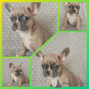 Zdjęcie №2 do zapowiedźy № 151884 na sprzedaż  buldog francuski - wkupić się Białoruś prywatne ogłoszenie