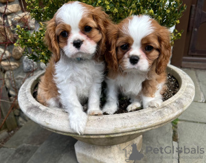 Zdjęcie №2 do zapowiedźy № 109280 na sprzedaż  cavalier king charles spaniel - wkupić się Niemcy prywatne ogłoszenie, hodowca