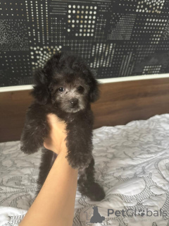 Zdjęcie №2 do zapowiedźy № 155131 na sprzedaż  pudel (krasnolud) - wkupić się Federacja Rosyjska 