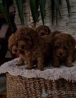 Zdjęcie №3. Czerwony Krasnolud pudel. Serbia