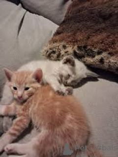 Zdjęcie №2 do zapowiedźy № 161091 na sprzedaż  kot norweski leśny - wkupić się Finlandia prywatne ogłoszenie, hodowca