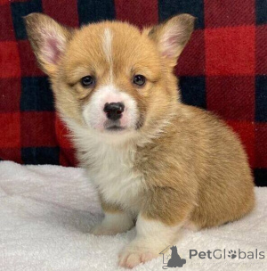 Zdjęcie №1. welsh corgi - na sprzedaż w Miasto Salford | negocjowane | Zapowiedź №170302
