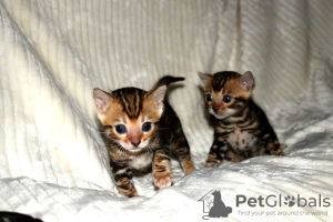Dodatkowe zdjęcia: Bengal Cats-Kätzchen sind jetzt zur Adopcja verfügbar