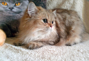 Zdjęcie №1. kot brytyjski długowłosy - na sprzedaż w Tomsk | Negocjowane | Zapowiedź № 5822
