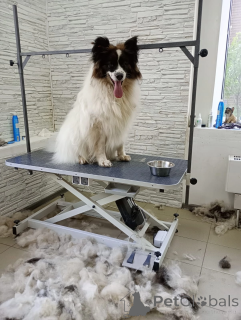 Zdjęcie №2 do zapowiedźy № 148665 na sprzedaż   - wkupić się Federacja Rosyjska ze schronu