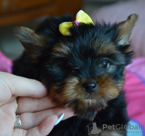 Zdjęcie №2 do zapowiedźy № 56033 na sprzedaż  yorkshire terrier - wkupić się Polska hodowca