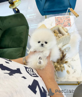 Zdjęcie №2 do zapowiedźy № 131505 na sprzedaż  szpic miniaturowy - wkupić się USA hodowca