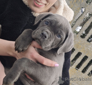Zdjęcie №3. Szczenięta Cane Corso do adopcji.. Finlandia