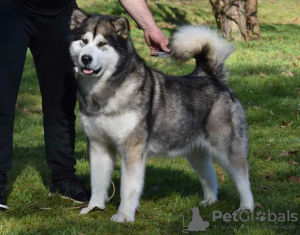 Zdjęcie №3. Szczenięta Alaskan Malamute. Serbia