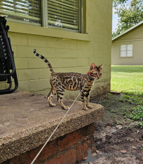 Zdjęcie №1. kot bengalski - na sprzedaż w Trollhättan | 3588zł | Zapowiedź № 153255