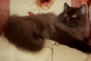 Zdjęcie №1. kot brytyjski długowłosy - na sprzedaż w Mińsk | 5070zł | Zapowiedź № 5372