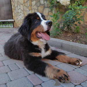 Zdjęcie №1. berneński pies pasterski - na sprzedaż w Trieste | 5053zł | Zapowiedź №20675
