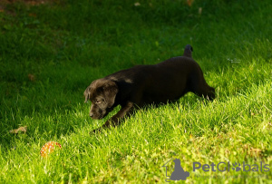 Zdjęcie №2 do zapowiedźy № 123394 na sprzedaż  labrador retriever - wkupić się Serbia 