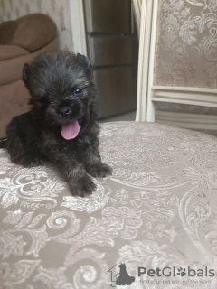 Zdjęcie №3. Szczeniak pomeranian niemiecki, Atena. Federacja Rosyjska