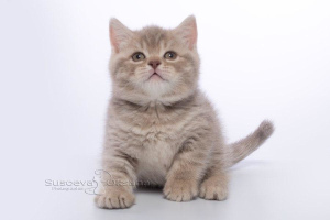 Zdjęcie №1. kot brytyjski krótkowłosy - na sprzedaż w Mińsk | 978zł | Zapowiedź № 5433