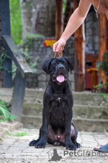 Zdjęcie №3. Cane Corso szczeniak. Serbia