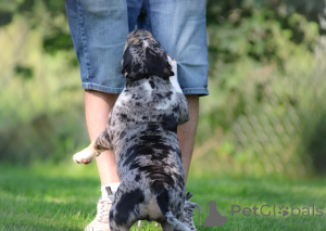 Zdjęcie №2 do zapowiedźy № 147471 na sprzedaż  american bully - wkupić się Niemcy prywatne ogłoszenie