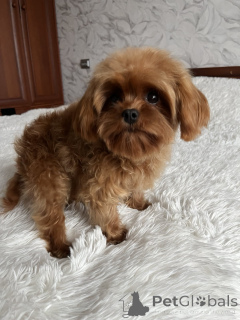 Zdjęcie №2 do zapowiedźy № 157860 na sprzedaż  maltipu - wkupić się Ukraina prywatne ogłoszenie, od żłobka, hodowca