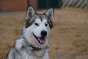 Zdjęcie №1. alaskan malamute - na sprzedaż w Москва | Bezpłatny | Zapowiedź №121181